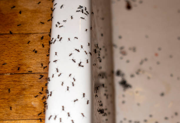 Best Ant Control Services  in Trafalgar, IN