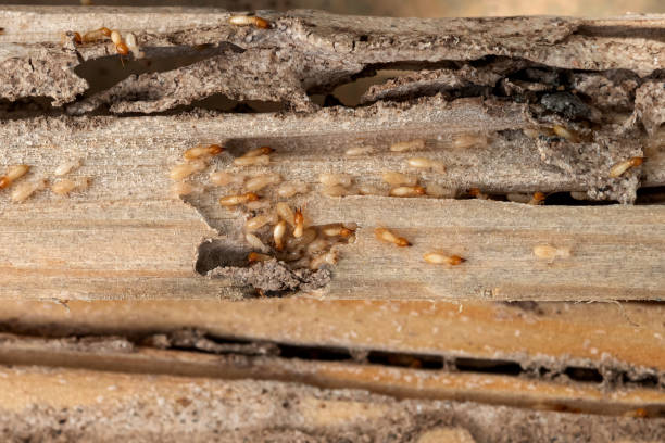 Best Flea Control Services  in Trafalgar, IN